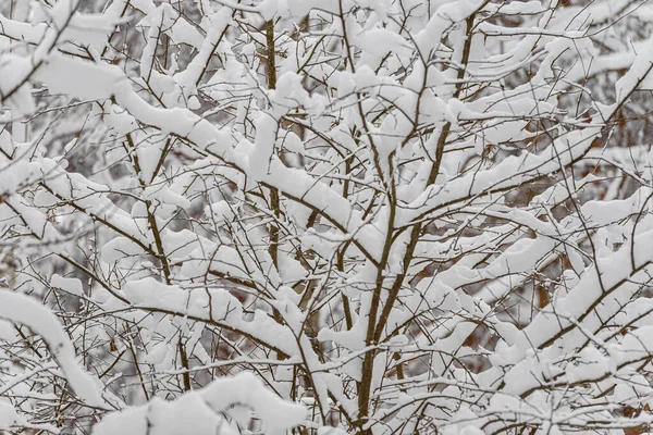 A lot of snow on tree branches. Winter forest after a heavy snowfall. — Stock Photo, Image