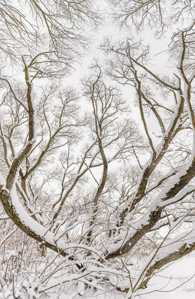 Muita neve nos galhos das árvores. Floresta de inverno depois de uma nevasca pesada. — Fotografia de Stock