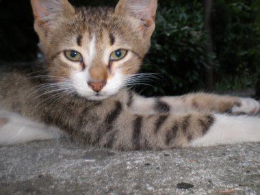 sokak kedisi