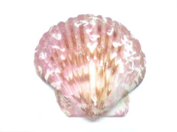 Hermosa Shell — Foto de Stock