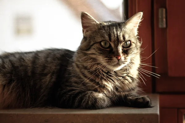 kedi penceresinde