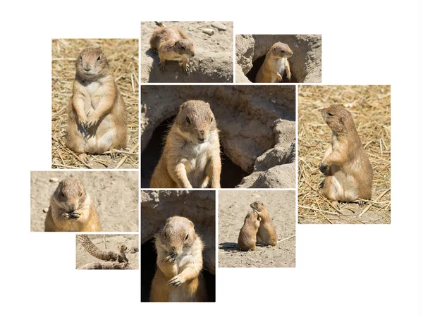 Souslik (scoiattolo terriccio) collage multishot — Foto Stock