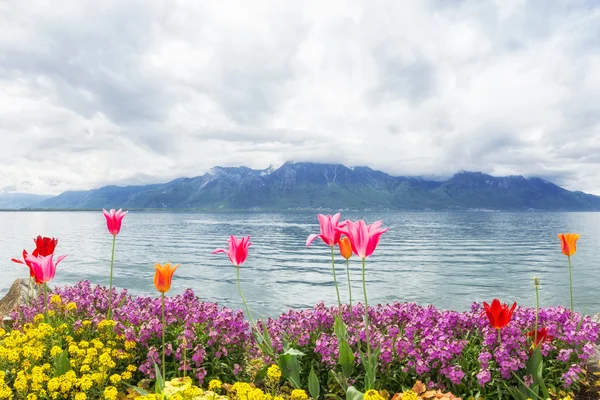 Květiny u jezera, montreux. Švýcarsko — Stock fotografie