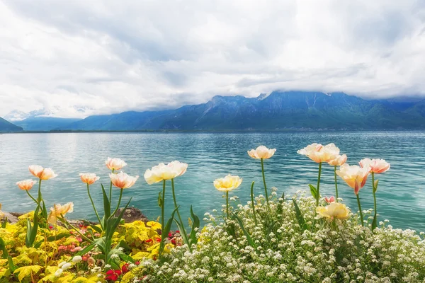 Květiny u jezera, montreux. Švýcarsko — Stock fotografie