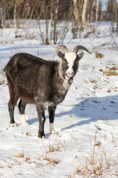 Des pâturages de chèvres dans la forêt de bouleaux d'hiver — Photo