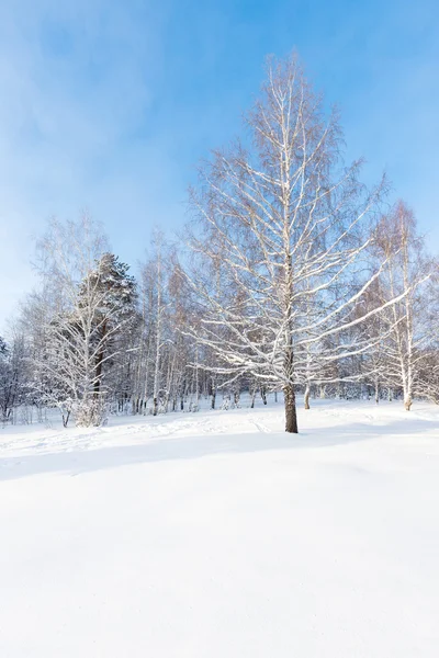 冬、ウラル山脈、ロシア白樺の広角ショット — ストック写真
