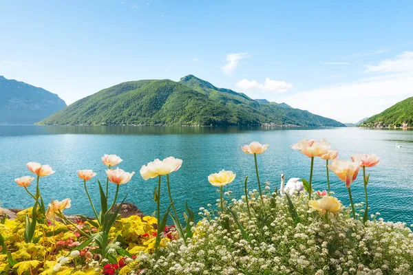 Çiçekler yakın göl kuğular, lugano, İsviçre — Stok fotoğraf