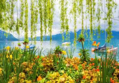 çiçek kıyı ve dağ, montreux. İsviçre