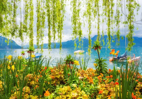 फुलांचा किनारा आणि पर्वत, मॉन्ट्रॉक्स. स्वित्झर्लंड — स्टॉक फोटो, इमेज