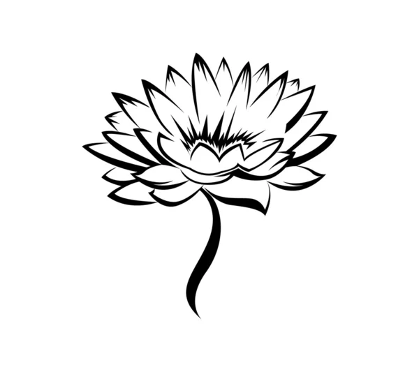 Flores de lirio — Vector de stock