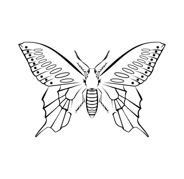 Kelebek vektör çizim — Stok Vektör