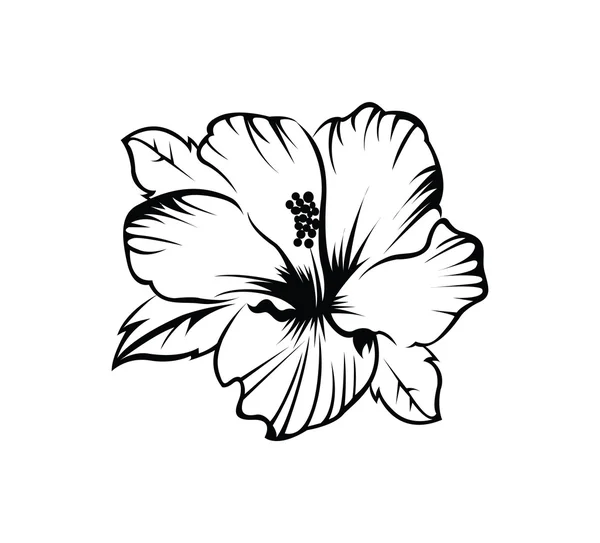 Hibiscus bloem — Stockvector