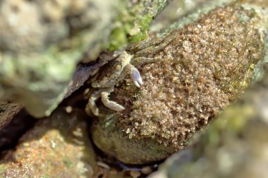 Yengeç oturur ve yiyor