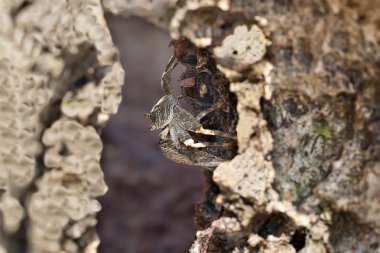 Yengeç taşa oturur