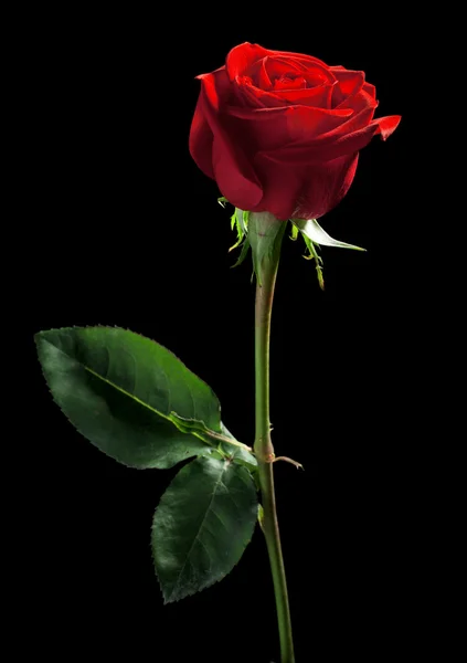 Rote Rose — Stockfoto