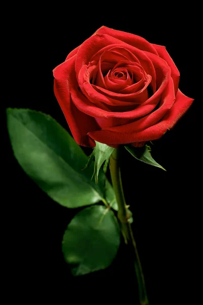 Rote Rose — Stockfoto