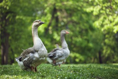 iki yaban kazları ahşap
