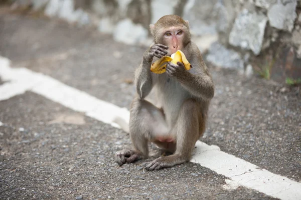 猴子吃香蕉 — 图库照片
