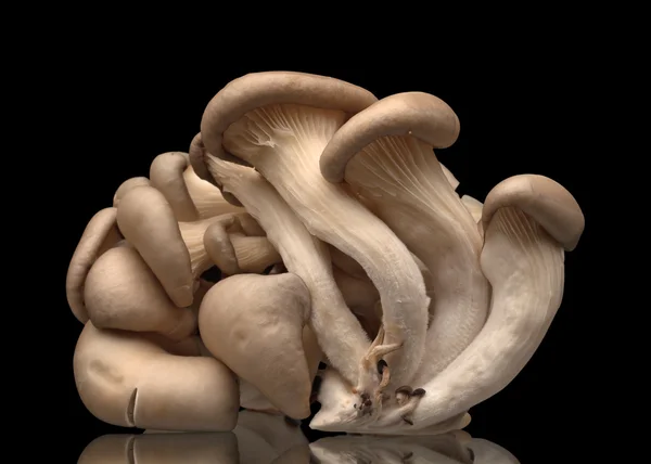 Cogumelos ostra — Fotografia de Stock