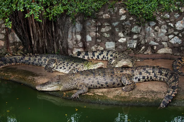 Three crocodiles — Stock Photo, Image