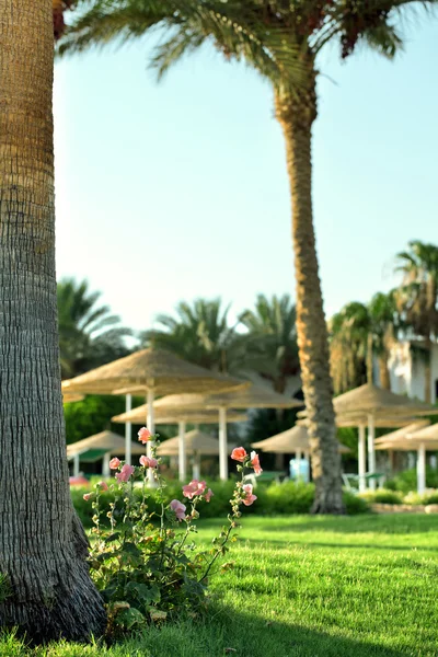 Palm tree with pink flowers — Stock Photo, Image