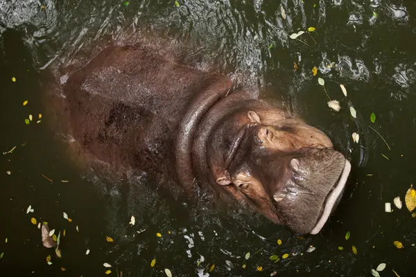 Ippopotamo in acqua — Foto Stock