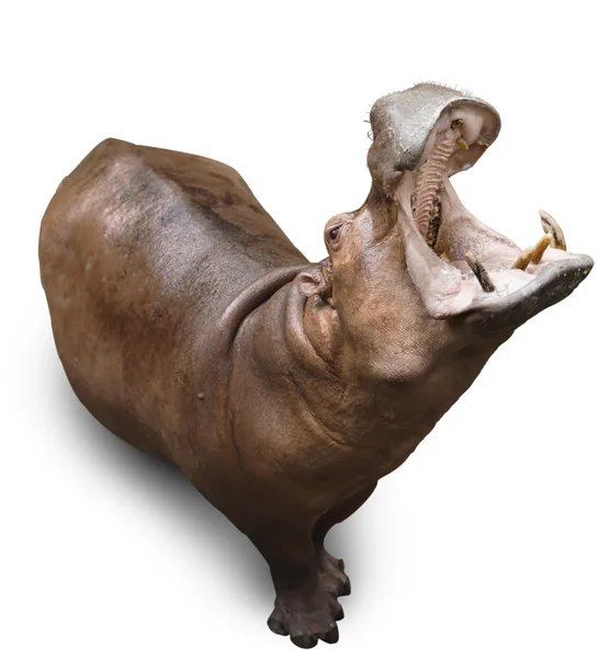 Hipopotam na biały — Zdjęcie stockowe
