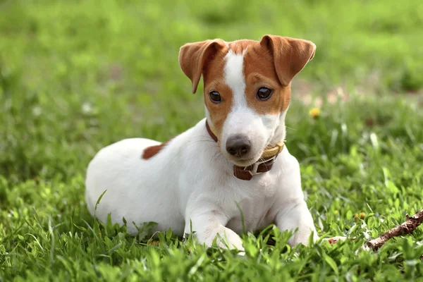 Jack Russel — Fotografia de Stock