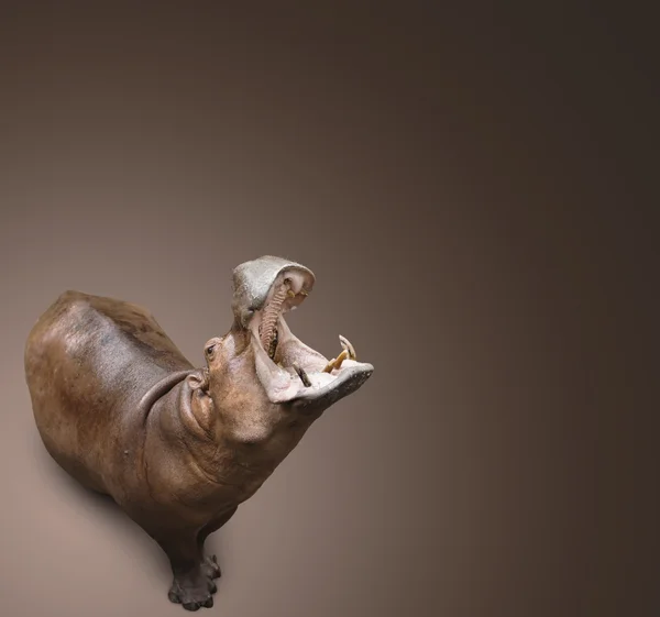 Hipopotam na brązowym tle — Zdjęcie stockowe