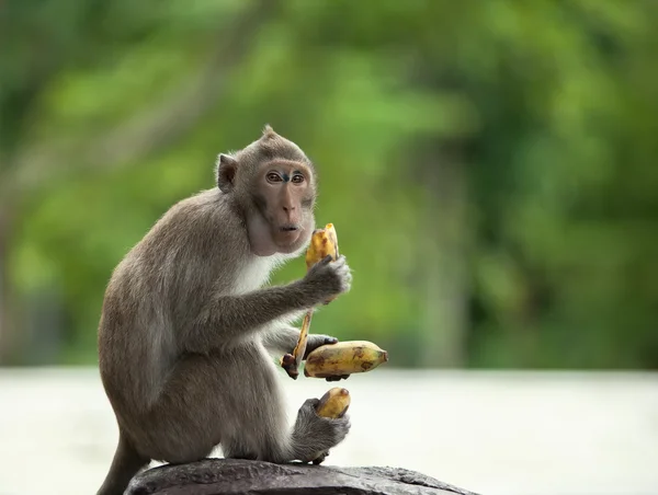 Monkey holds three bananas — Stock Photo, Image