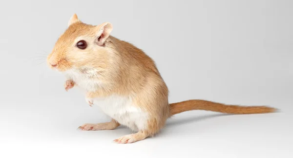 Myszy na pochyłości szary — Zdjęcie stockowe