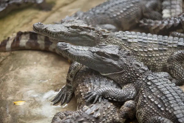 Mnoho krokodýli — Stock fotografie