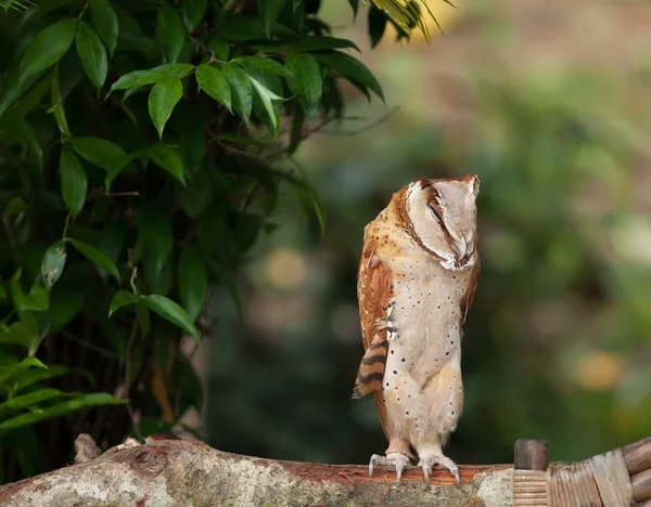 Hibou - masques sur un arbre — Photo