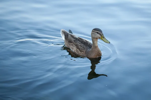 Pato bonito em água fria — Fotografia de Stock