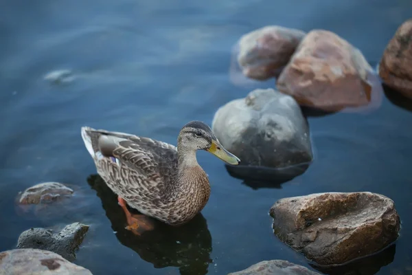 Pěkná kachna ve studené vodě — Stock fotografie