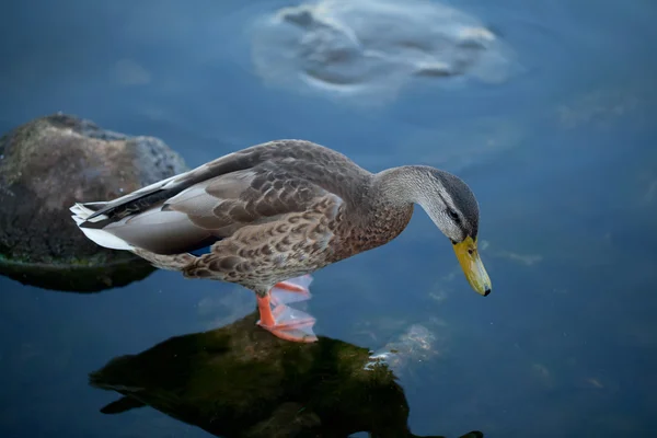 Pato bonito em água fria — Fotografia de Stock