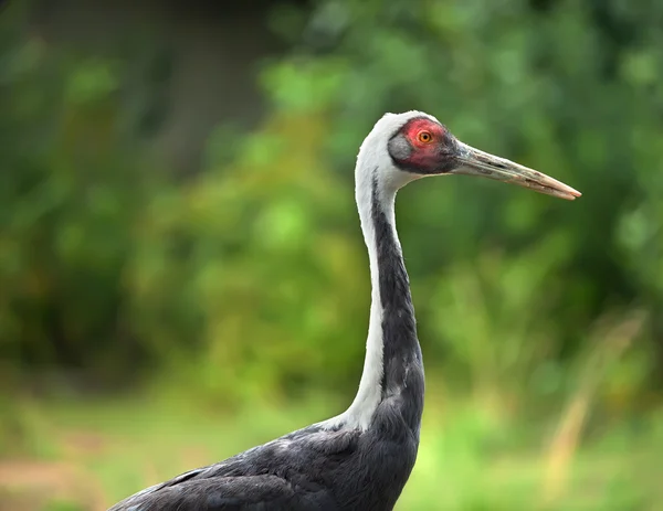 Profil för heron — Stockfoto