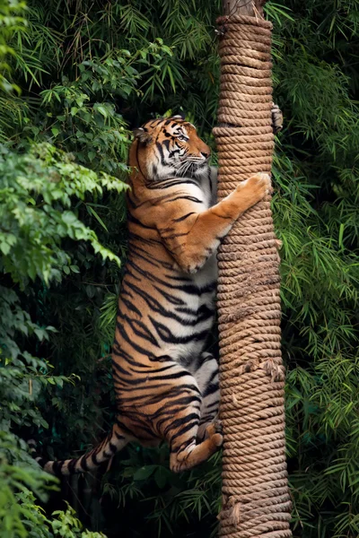 Красный тигр — стоковое фото