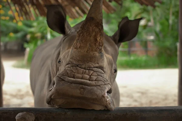 Neushoorn — Stockfoto