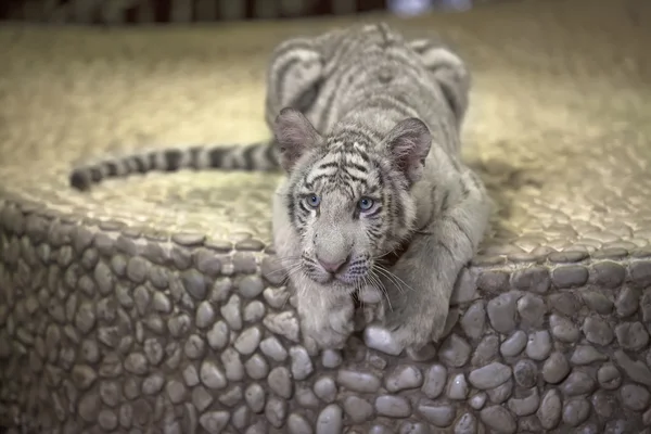 Маленький белый тигр — стоковое фото