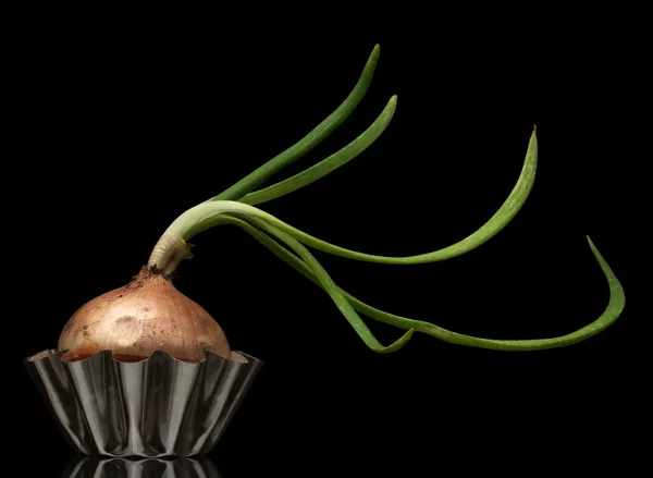 Sprouting onion — Stock Photo, Image