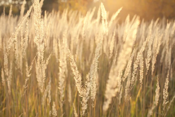 Altın çim kaplı stepler