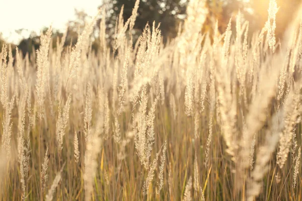 Bozkır ile altın grass3