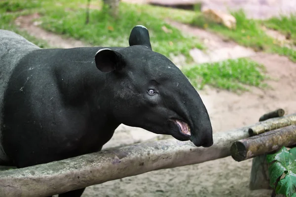 Tapir — Photo