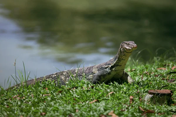 The big monitor lizard — Stock Photo, Image