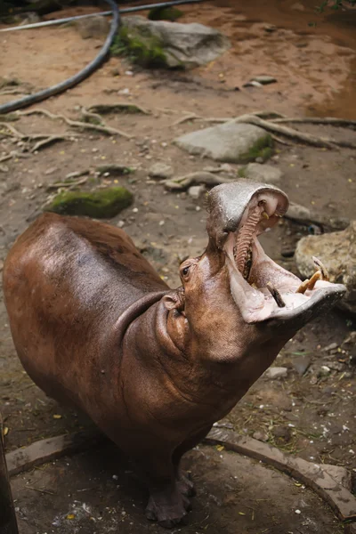 L'ippopotamo aprì una bocca — Foto Stock