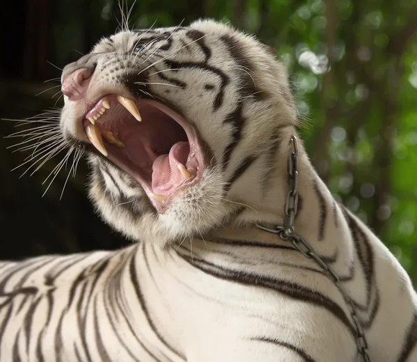 O tigre branco grunha — Fotografia de Stock