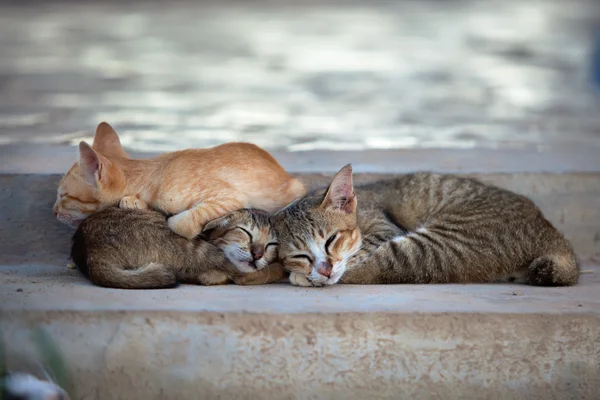 Drei Katzen — Stockfoto