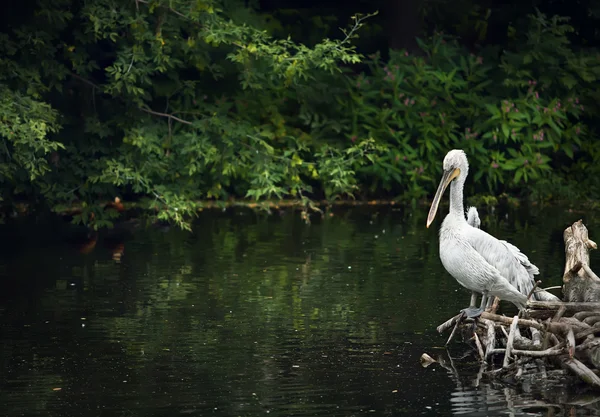 White pelican on wooden logs — Stock Photo, Image