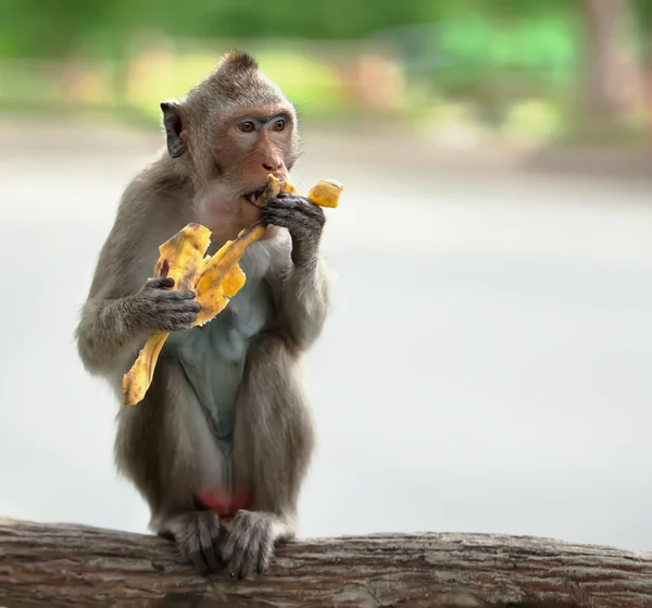 Aap eet banaan Rechtenvrije Stockafbeeldingen